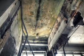 Reliable Alturas, CA Mold Removal & Remediation Solutions